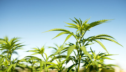 outdoors cannabis leaves against blue sky background