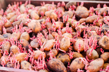 Seed potatoes with sprouts after processing from the Colorado beetle. Preparation for planting potatoes. seasonal work in the field, vegetables, agriculture, farming, close-up