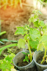 a young cucumber grows in the soil. Agriculture, vegetables, organic agricultural products, agro-industry. seedlings of cucumber