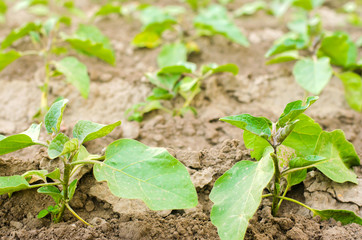 young eggplants grow in the field. vegetable rows. Agriculture, vegetables, organic agricultural products, agro-industry. farmlands.