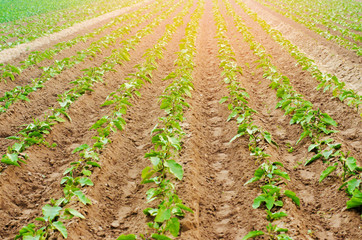 Fototapeta na wymiar young eggplants grow in the field. vegetable rows. Agriculture, vegetables, organic agricultural products, agro-industry. farmlands.