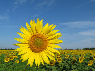 Fototapeta premium Picturesque sunflowers field and blue sky with clouds. Summer rural landscape with blooming sunflower in sunny day
