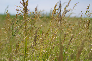 green ears on a background of blue sky shot close-up