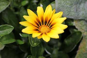 Endlich Sommer - Detailaufnahme einer Mittagsgoldblüte in den schönsten Farben des Sommers