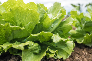 Close-up of a fresh lettuce