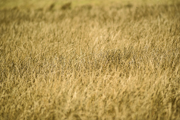Summer meadow texture, golden field and meadow.