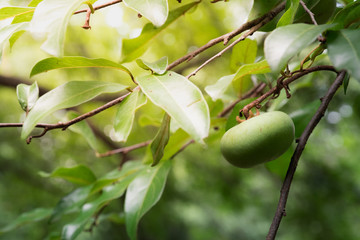 Green Diospyros Decandra Lour Thai Fruit on Tree Branch.Yellow apples on the apple tree branch.