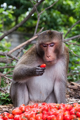 Monkey eating Cherry tomatoes.