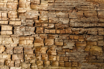 Wood structure texture