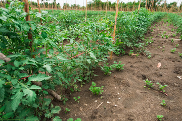 Vegetable garden Cherry tomatoes.