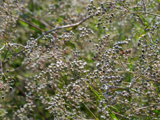 White flowers of Aegopodium podagraria in the field. Flower background. Dry plants.