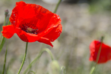 Fototapeta premium red poppies on a background of green grass close-up shot