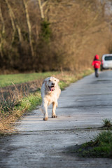 Portrait d'un chien de type golden retrievers en belgique