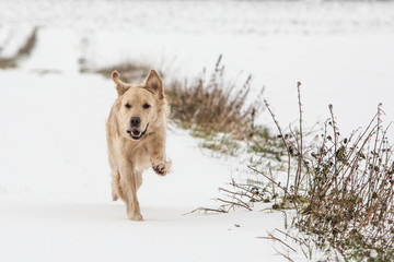 Portrait d'un chien de type golden retrievers en belgique