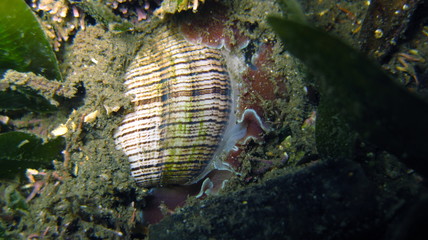 Bubble Snail Rose Petal-Hydatina physis in Sydney, Australia