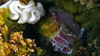 Bubble Snail Rose Petal-Hydatina physis in Sydney, Australia