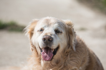 Portrait d'un chien de type golden retrievers en belgique