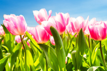 Amazing pink tulips with soft petals on blue sky background. Symbol of love and short term beauty. 
