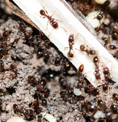 ants with eggs in the forest