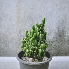 Close up of cactus plant in the pot