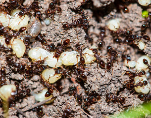 ants with eggs in the forest