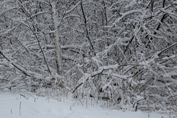 winter background