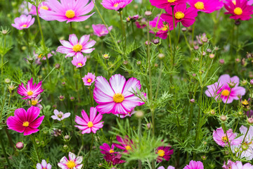 Colorful red, pink, purple flowers of Cosmos plant with green leaves on flowerbed. Outdoor horizontal image with copy space for design and text.