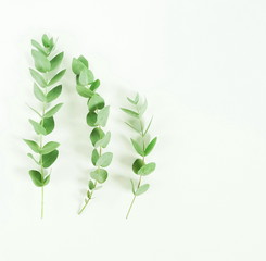 frame made of eucalyptus branches on white background. Flat lay, top view. copy space