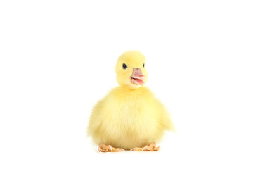 Little yellow duckling on white background