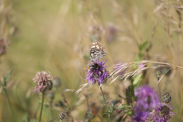 Melanargia galathea on the blossom of a thistle plant