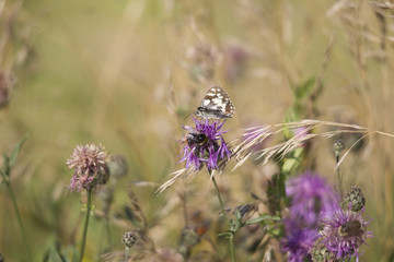Melanargia galathea on the blossom of a thistle plant