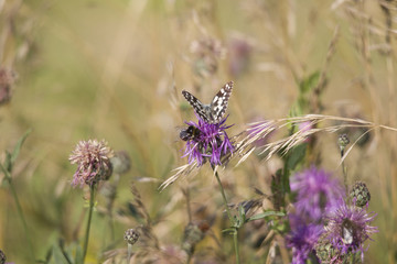 Melanargia galathea on the blossom of a thistle plant
