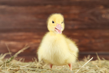 Little yellow duckling on hay
