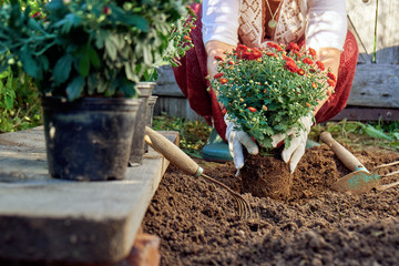 Woman planting garden flowers in the garden in summer