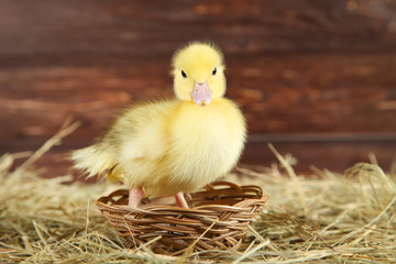 Little yellow duckling in basket on hay