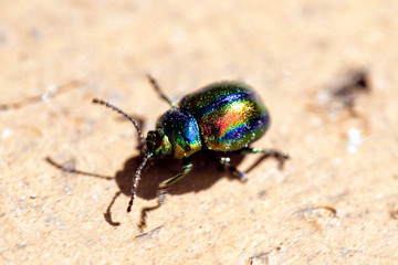 Naklejka premium Mint Beetle. Chrysolina menthastri