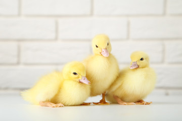 Little yellow ducklings on brick wall background