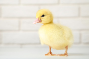 Little yellow duckling on brick wall background