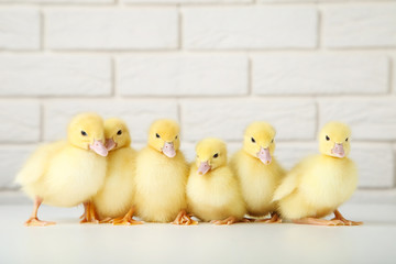 Little yellow ducklings on brick wall background