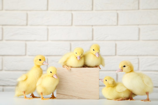 Little yellow ducklings on brick wall background