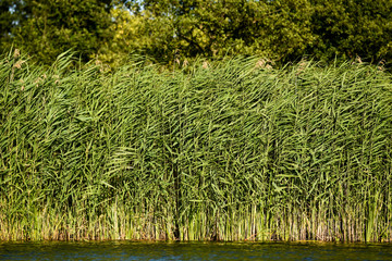 Reed growing on the river, summer in Poland. © Kozioł Kamila