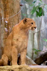 Fototapeta premium Cute kitten mountain lion (Puma concolor) also commonly known as the cougar, panther, or catamount on a rocky ledge. Animal and wildlife concept. Observation and conservation