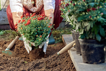 Female hands in garden gloves planting flowers in the garden in summer