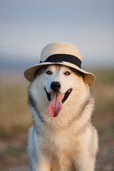 Lovely cheerful happy gray brown-eyed Siberian husky makes faces in a hat against the backdrop of nature and sky. Hazel-eyed dog wearing a hat on a natural background. Smiling dog