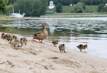 Duck with ducklings on the shore of the Damansky  island of Yaroslavl