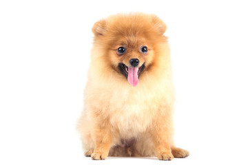 Pomeranian dog isolated on white background