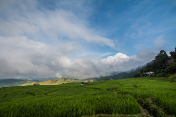 Fototapeta na wymiar morning Pa Pong Piang Rice Terraces