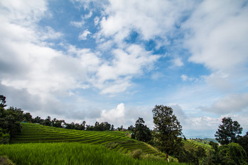 Naklejka premium morning Pa Pong Piang Rice Terraces