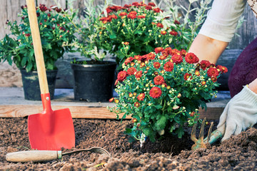 Female hands in garden gloves planting flowers in the garden in summer evening