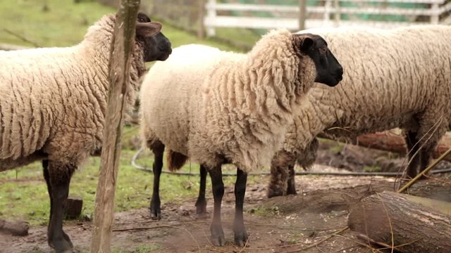 tree sheeps eating grass, one of them looking the camera